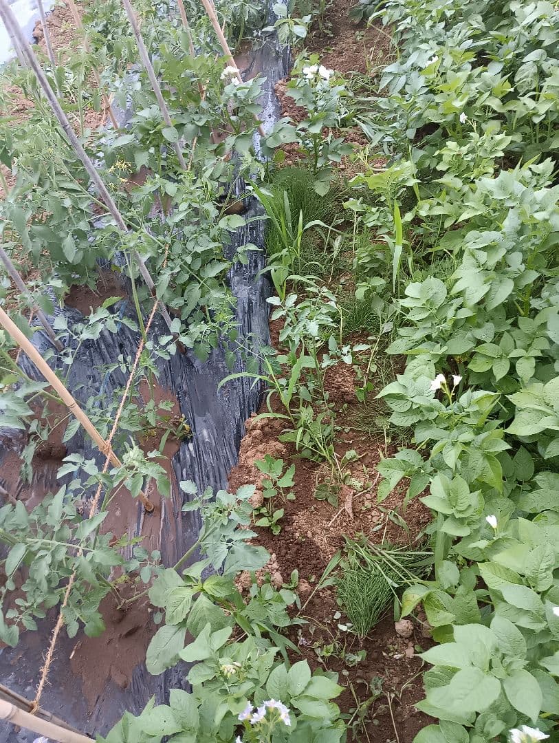 ラズベリー　 冷凍　3kg