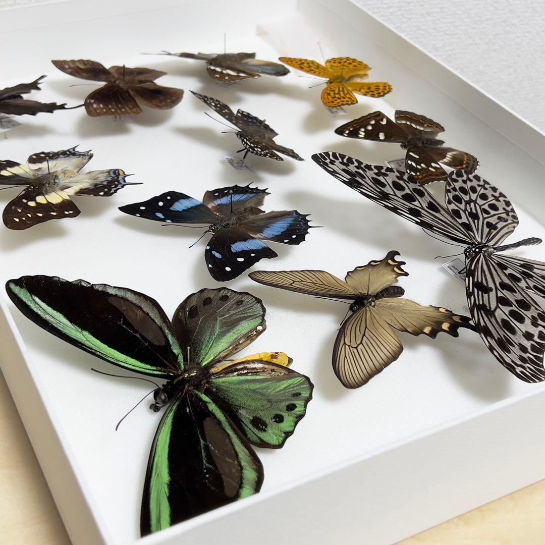 昆虫標本 蝶