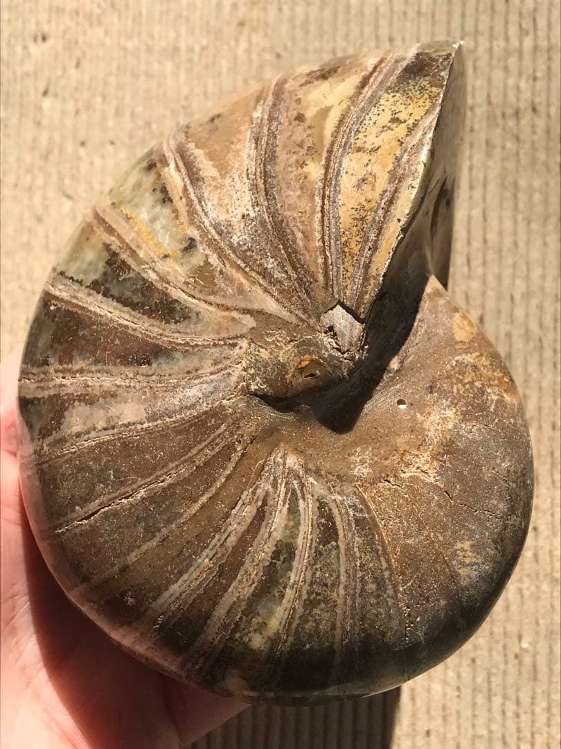 【特別価格】マダガスカル産　オウムガイ化石（ノーチラス・アンモナイト）大サイズ