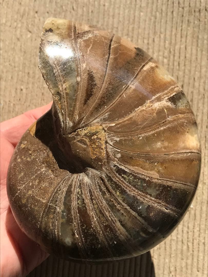 【特別価格】マダガスカル産　オウムガイ化石（ノーチラス・アンモナイト）大サイズ