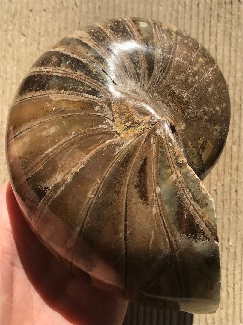 【特別価格】マダガスカル産　オウムガイ化石（ノーチラス・アンモナイト）大サイズ