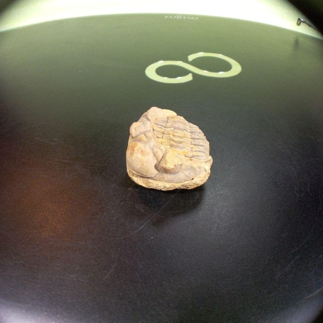 三葉虫　化石　fossil　海　ボリビア産　trilobite　海生動物網①