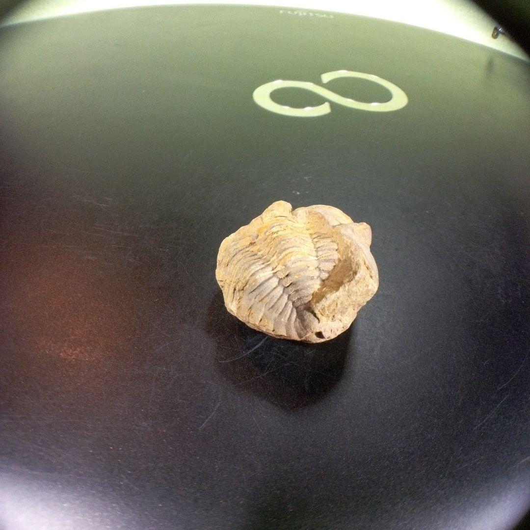 三葉虫　化石　fossil　海　ボリビア産　trilobite　海生動物網①