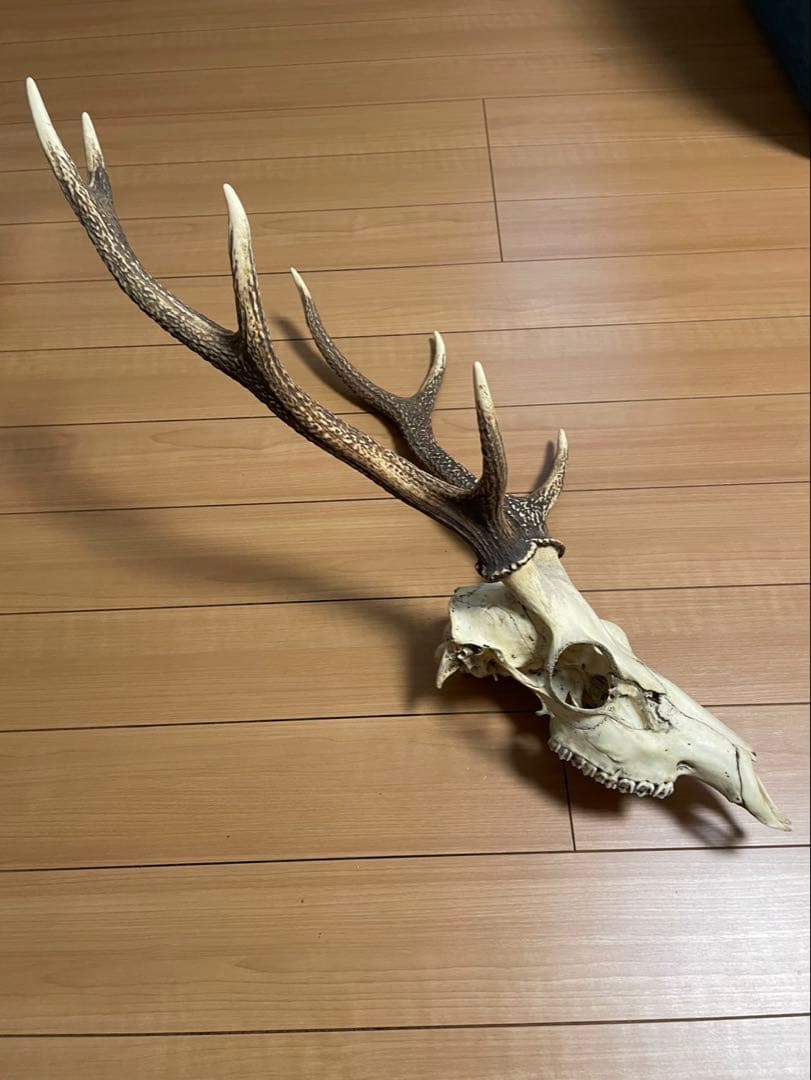 鹿の頭骨 角付き インテリア用　魔除け　ニホンジカ　2本　パキポんぐ