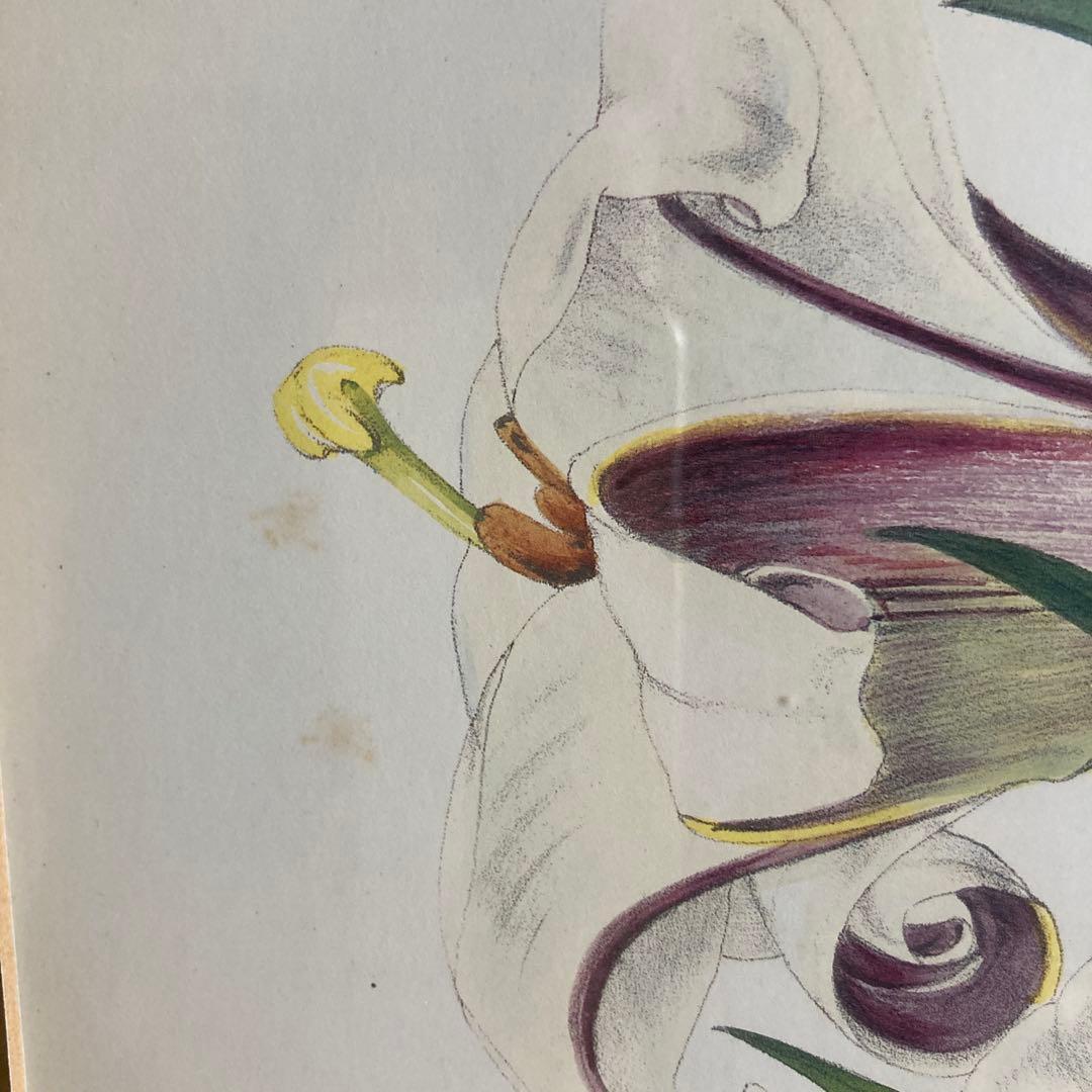 ボタニカル　絵　ローラアシュレイ　イギリスで購入