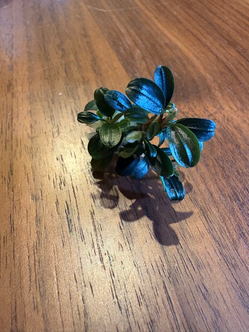 ブセファランドラsp.クダガンミニラウンド sp. kedagang 5株