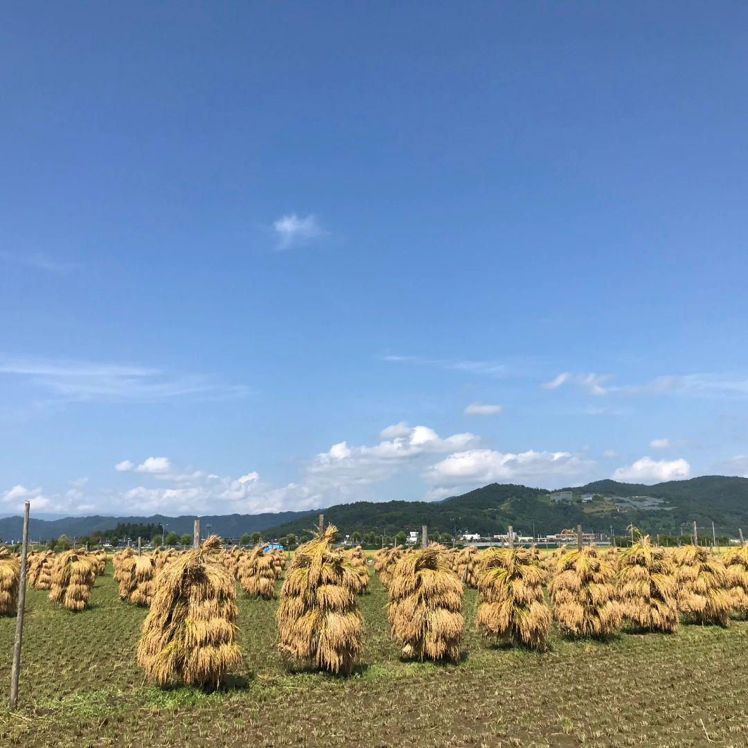 特別栽培米　つや姫　10キロ　わら屋のお米　自然乾燥米