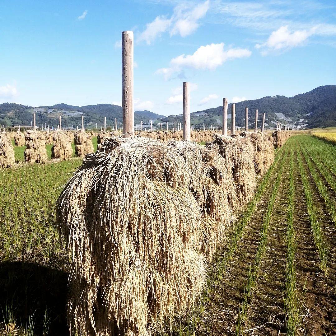 特別栽培米　つや姫　10キロ　わら屋のお米　自然乾燥米