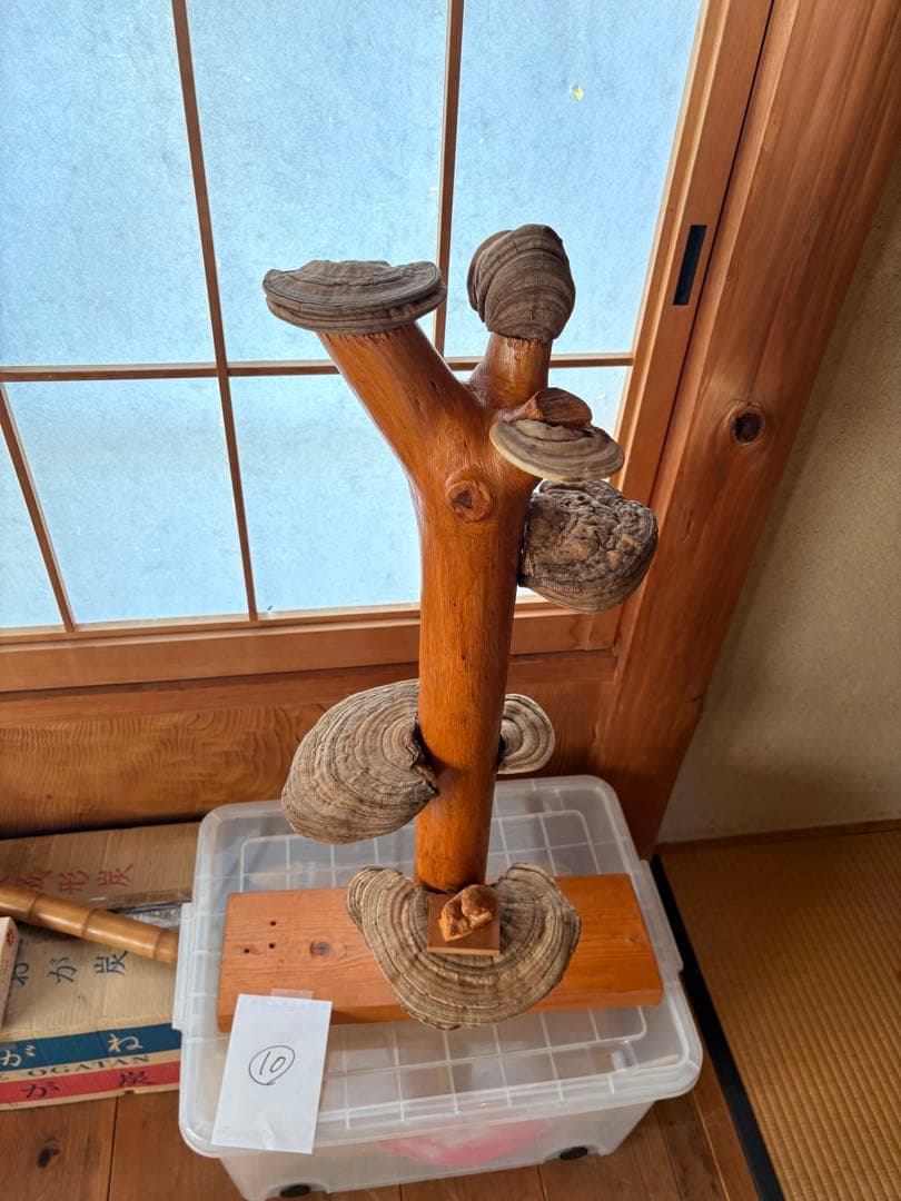 木製アート 置物 貝殻付き