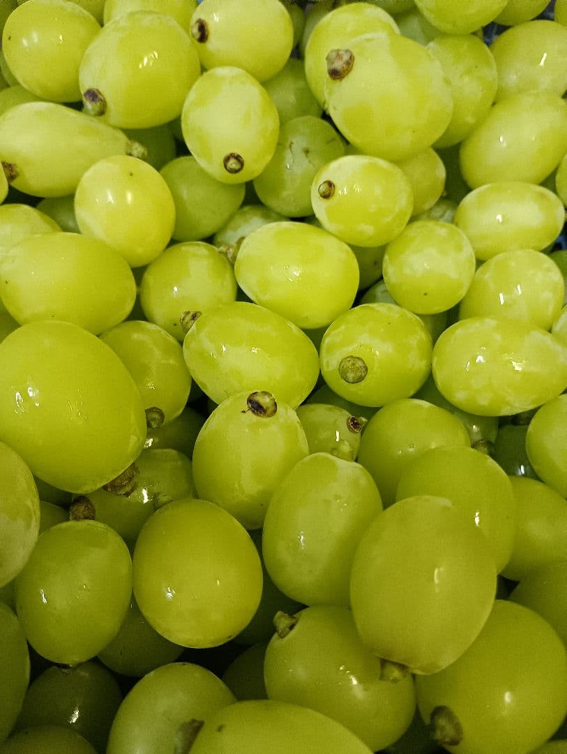 シヤインマスカット大粒グリーン多め入り3キロパック入りになります、