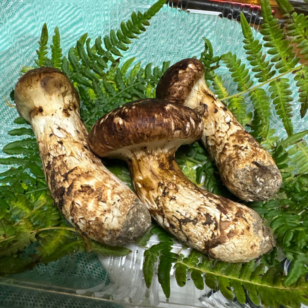 和歌山県産松茸紀州筒香産松茸 高野松茸は国産松茸の中でも希少なブランド松茸 です