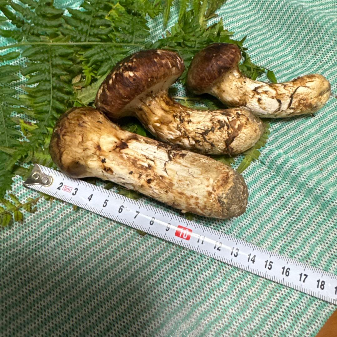 和歌山県産松茸紀州筒香産松茸 高野松茸は国産松茸の中でも希少なブランド松茸 です