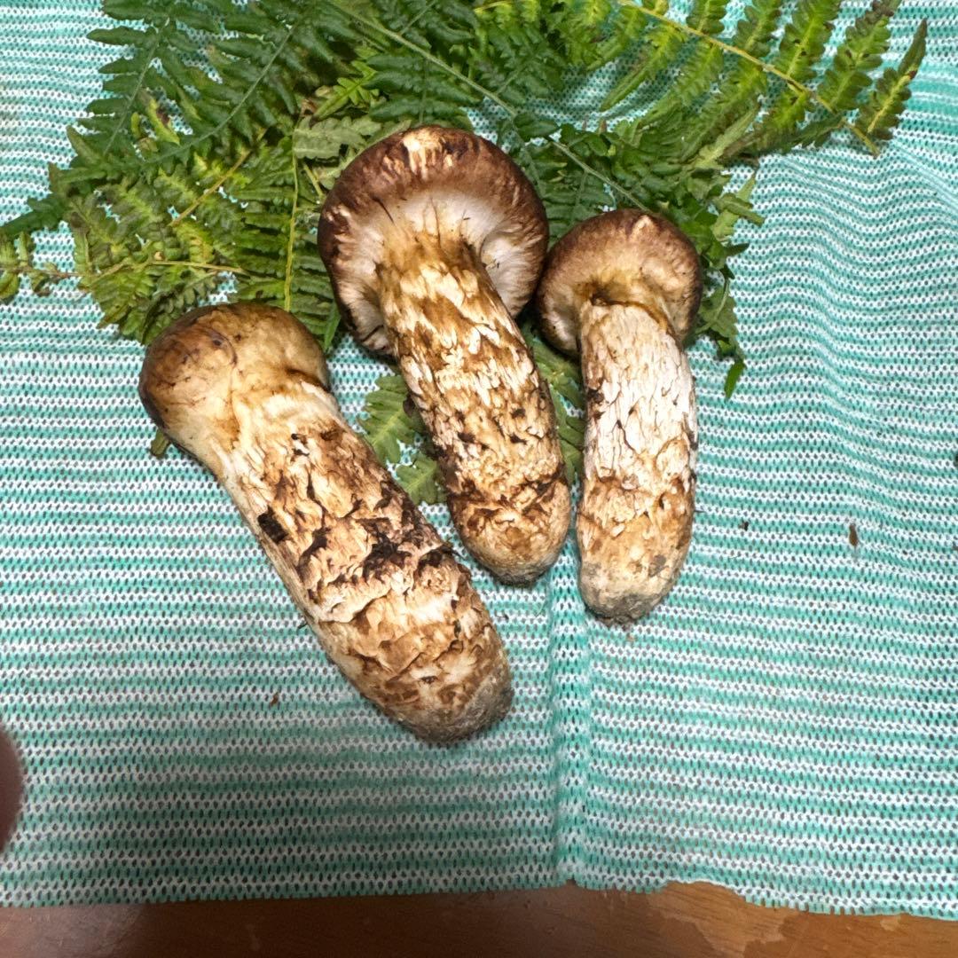 和歌山県産松茸紀州筒香産松茸 高野松茸は国産松茸の中でも希少なブランド松茸 です