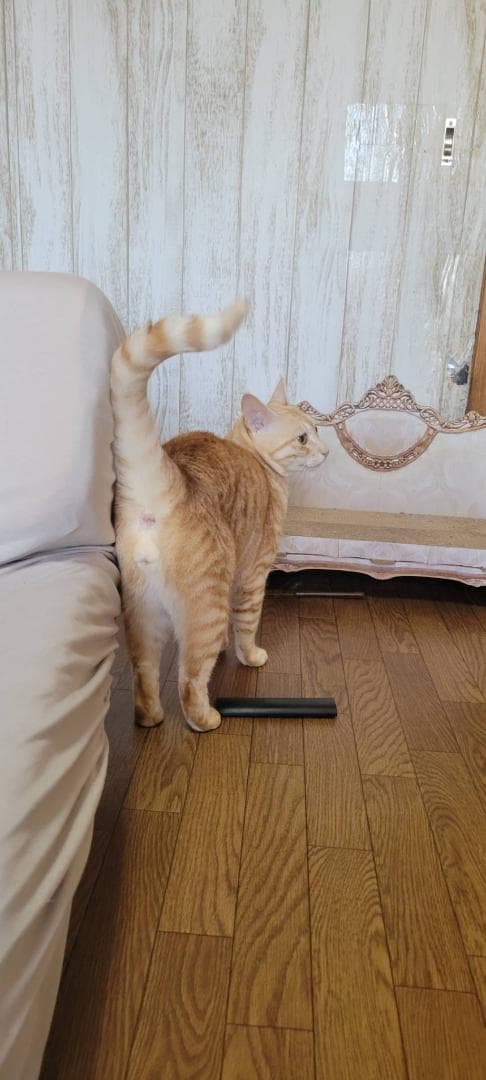 ニャオ（青いひよ子）