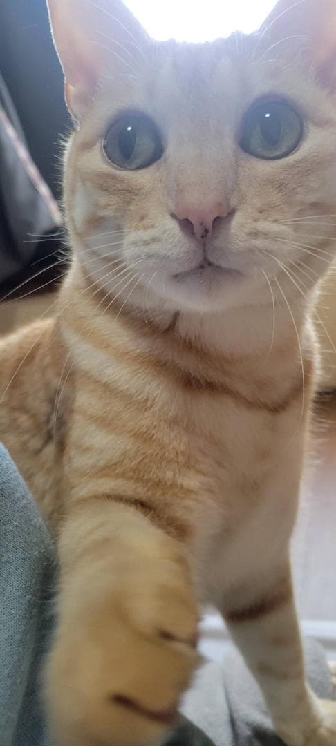 ニャオ（青いひよ子）