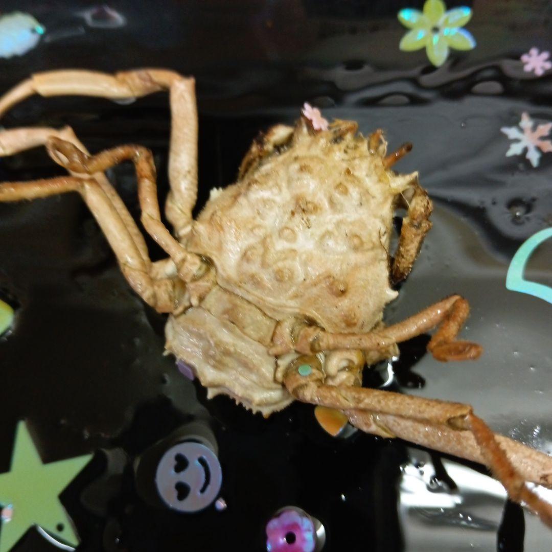 平家武者怨霊稀少レア瀬戸内海源平合戦古戦場人面蟹個体リアル立体鬼面蟹コレクション