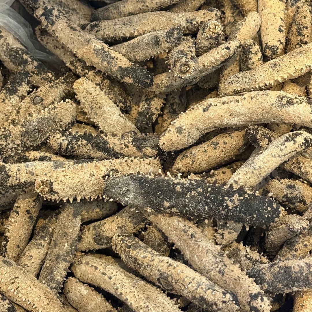 乾燥　沖なまこ　ナマコ　500g A品