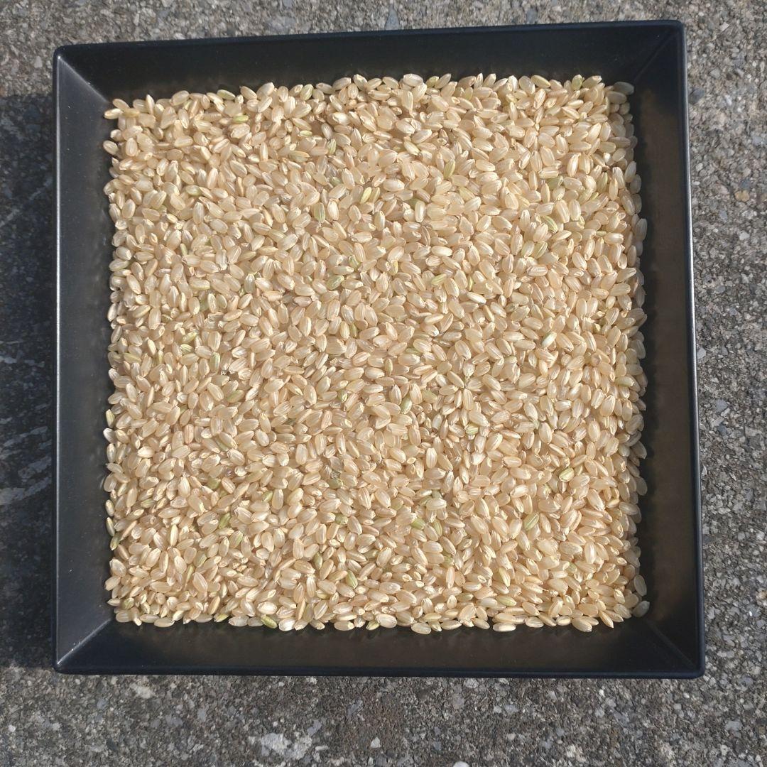 コシヒカリ　利根水利用栽培