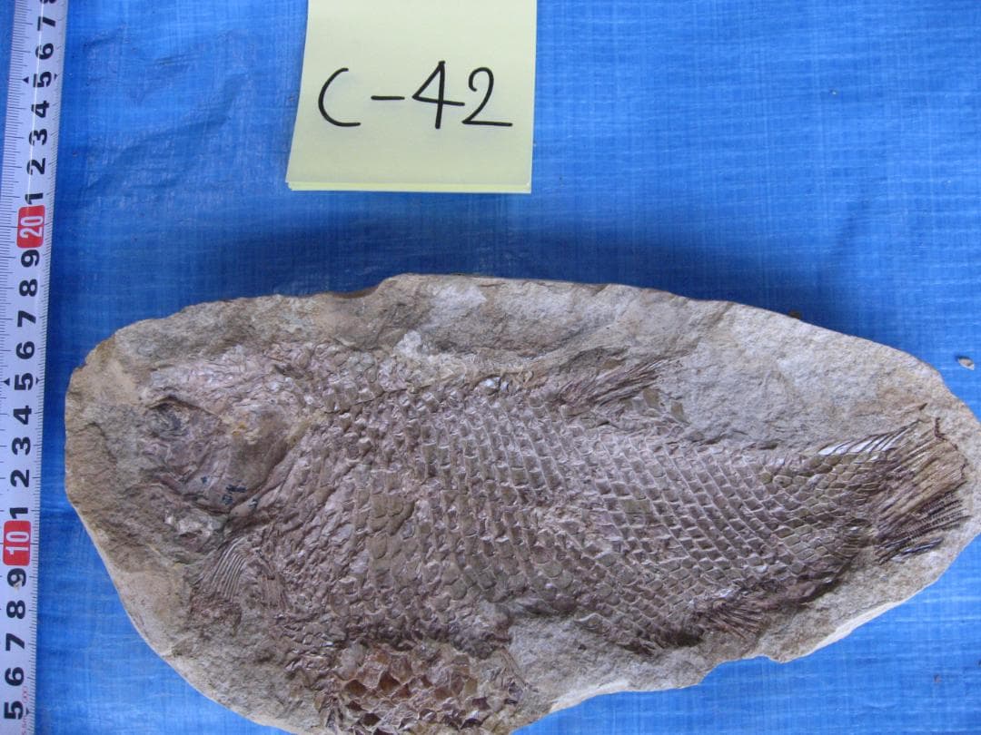 化石　C-42
