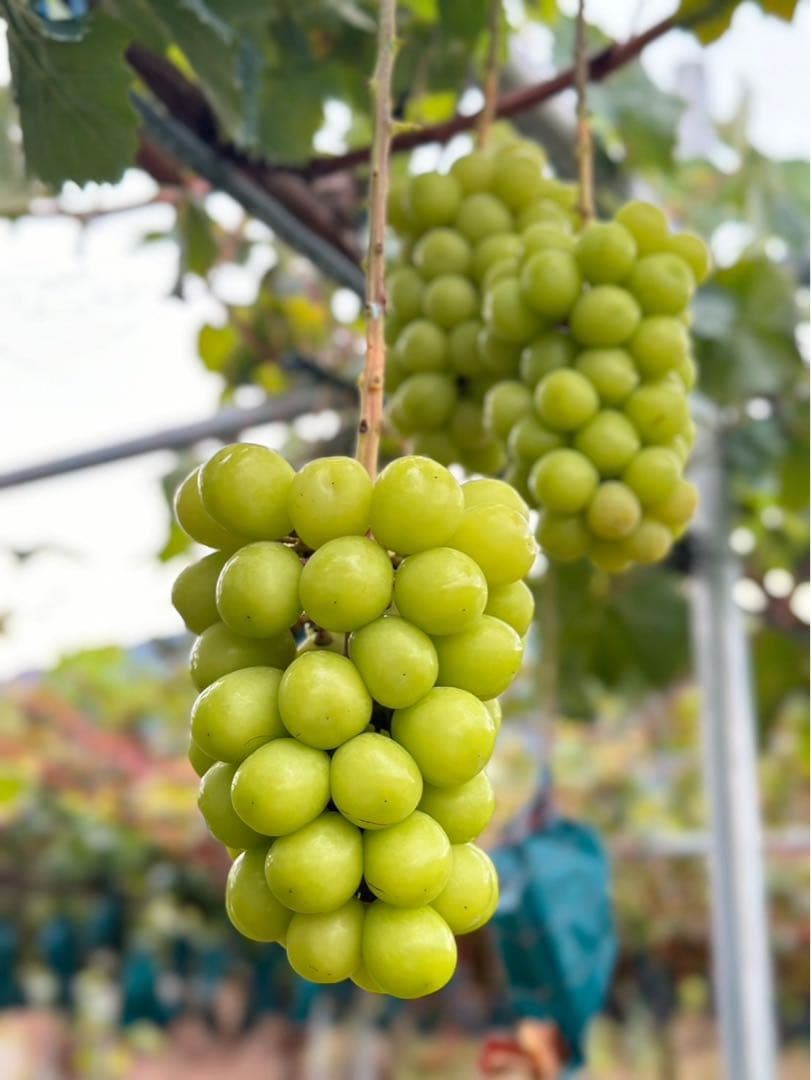 【秀品　シャインマスカット8房】山梨県産シャインマスカット 化粧箱送料込