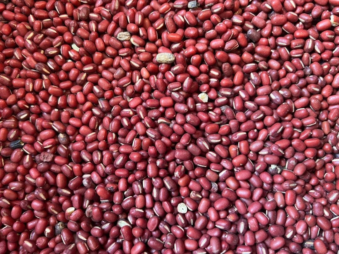 【規格外】 令和7年産 北海道産 小豆 えりも167 10kg 新豆