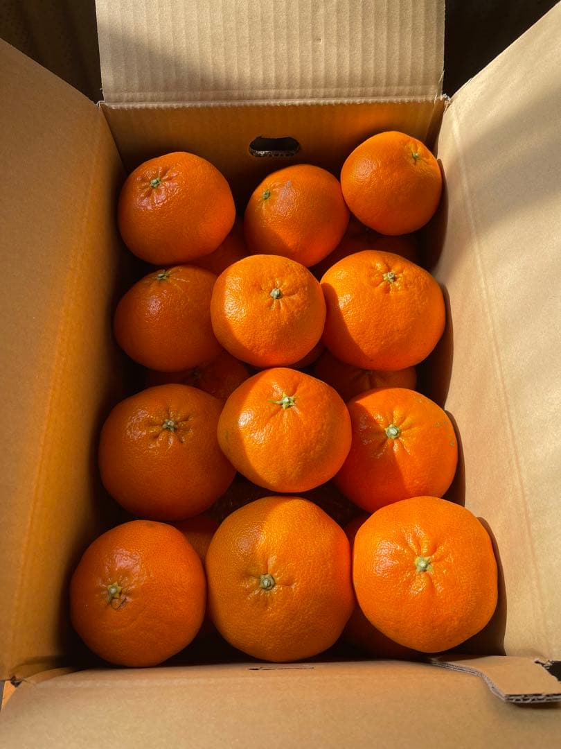 甘平・せとか(5kgx2箱)食べ比べセット⚠ご家庭用