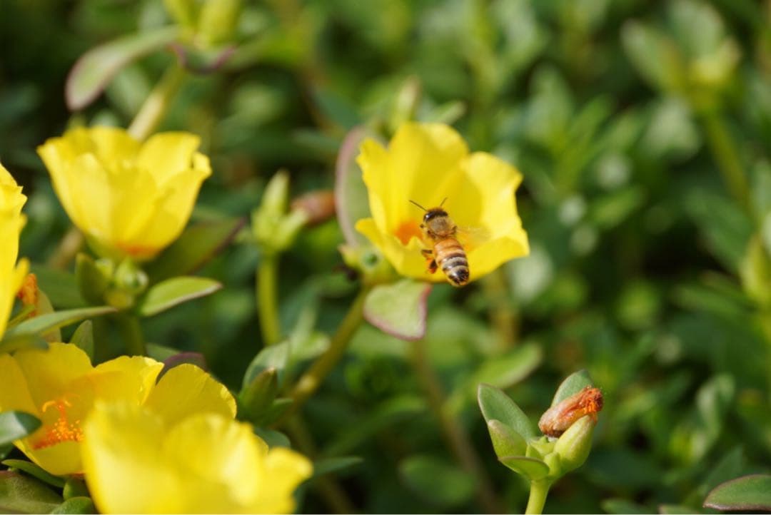 はちみつ　日本蜜蜂のハチミツ　奥山の奥の蜂蜜と花粉入りハチミツ