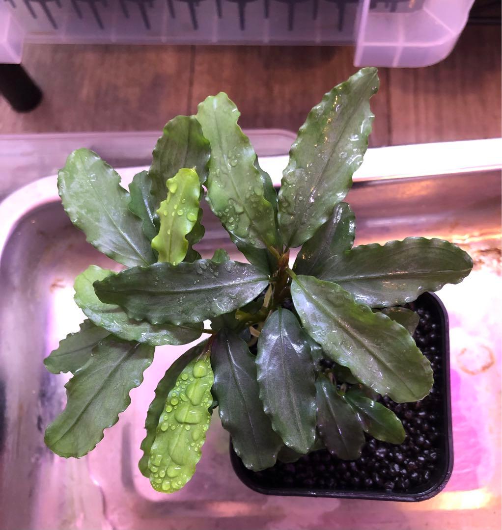 陰性水草の王様的存在【ブセファランドラ】Aurora KN便