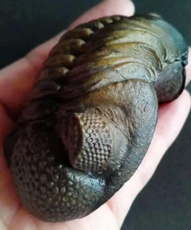 ジャイアントファコプス　超大型種　極美麗　ハイポストーマ有り　極めて希少　特級