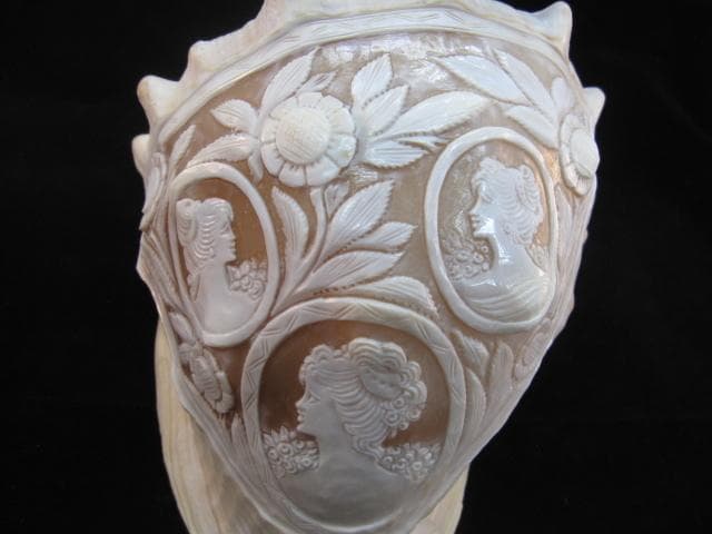 カメオ細工　クチグロトウカムリ　イタリア