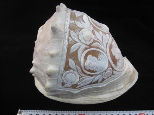 カメオ細工　クチグロトウカムリ　イタリア