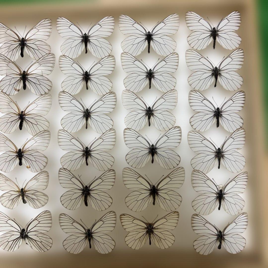 希少蝶標本現状品のみドイツガラスケースサイズ40x30x6cm 現状品のみ