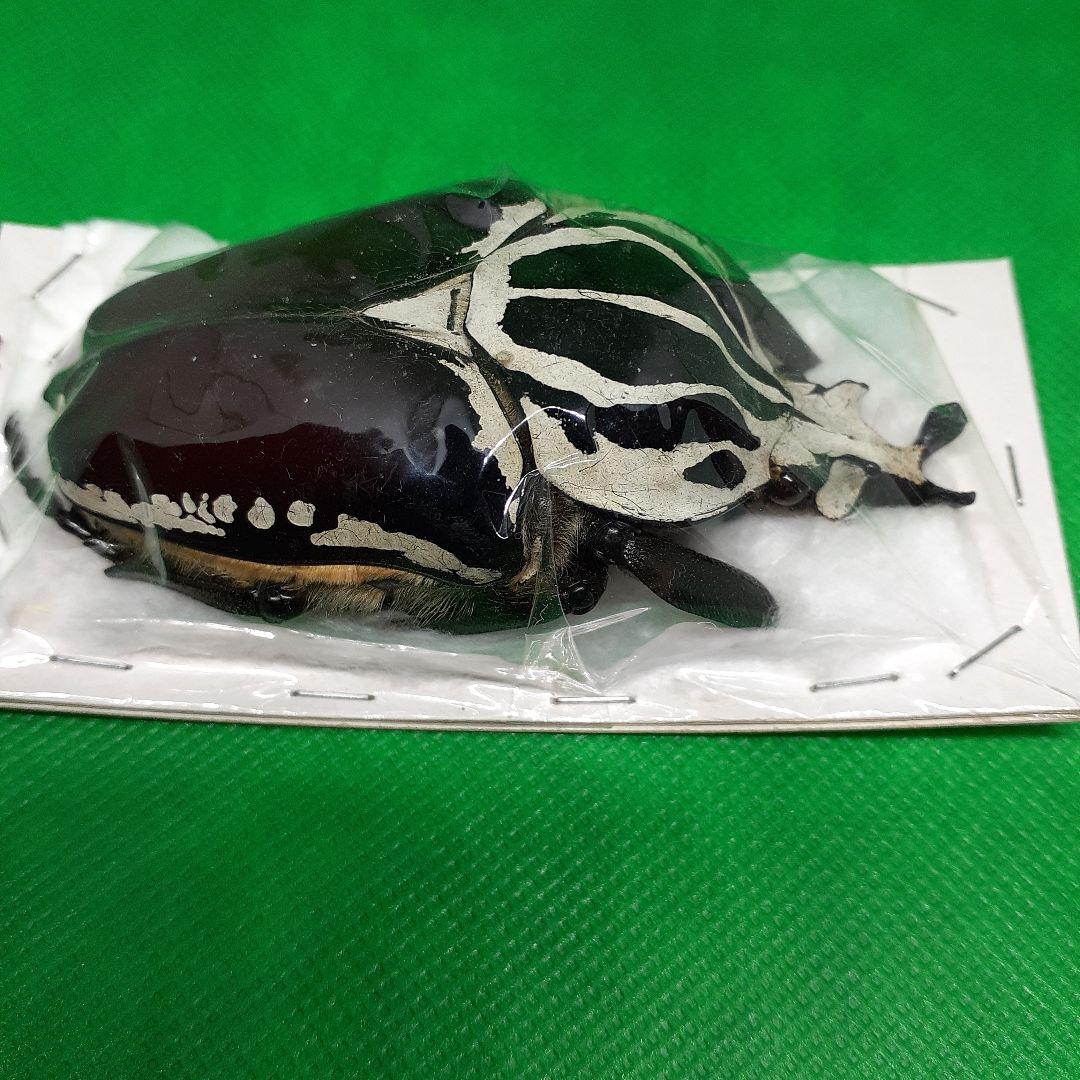 標本 Goliathus goliatus apicalis 85mm CONGO