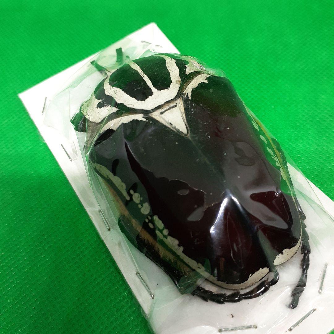 標本 Goliathus goliatus apicalis 85mm CONGO