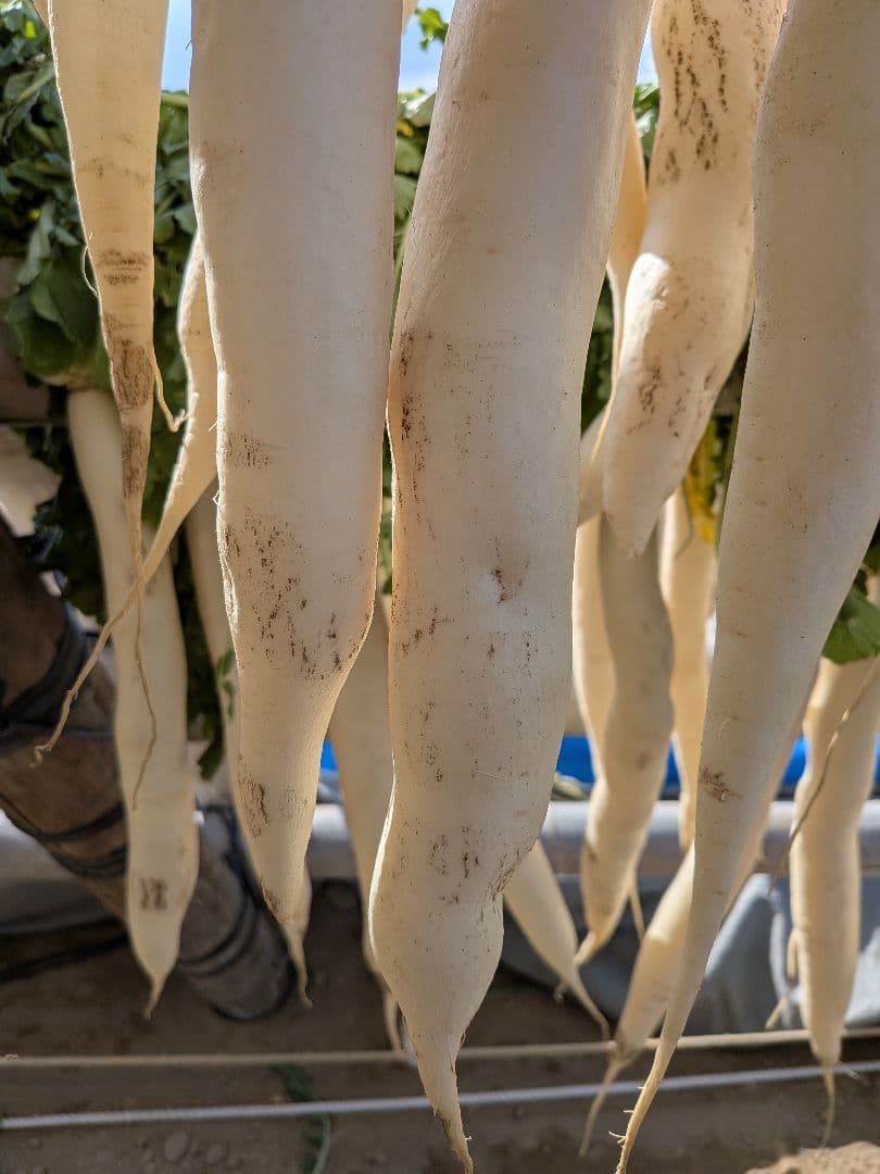 干し大根　細め小さめ　箱込み約20kg