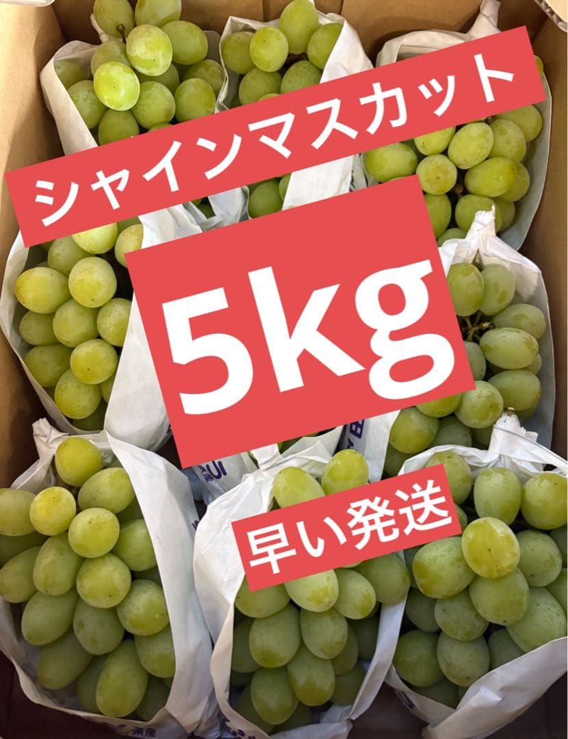 シャインマスカット　5kg
