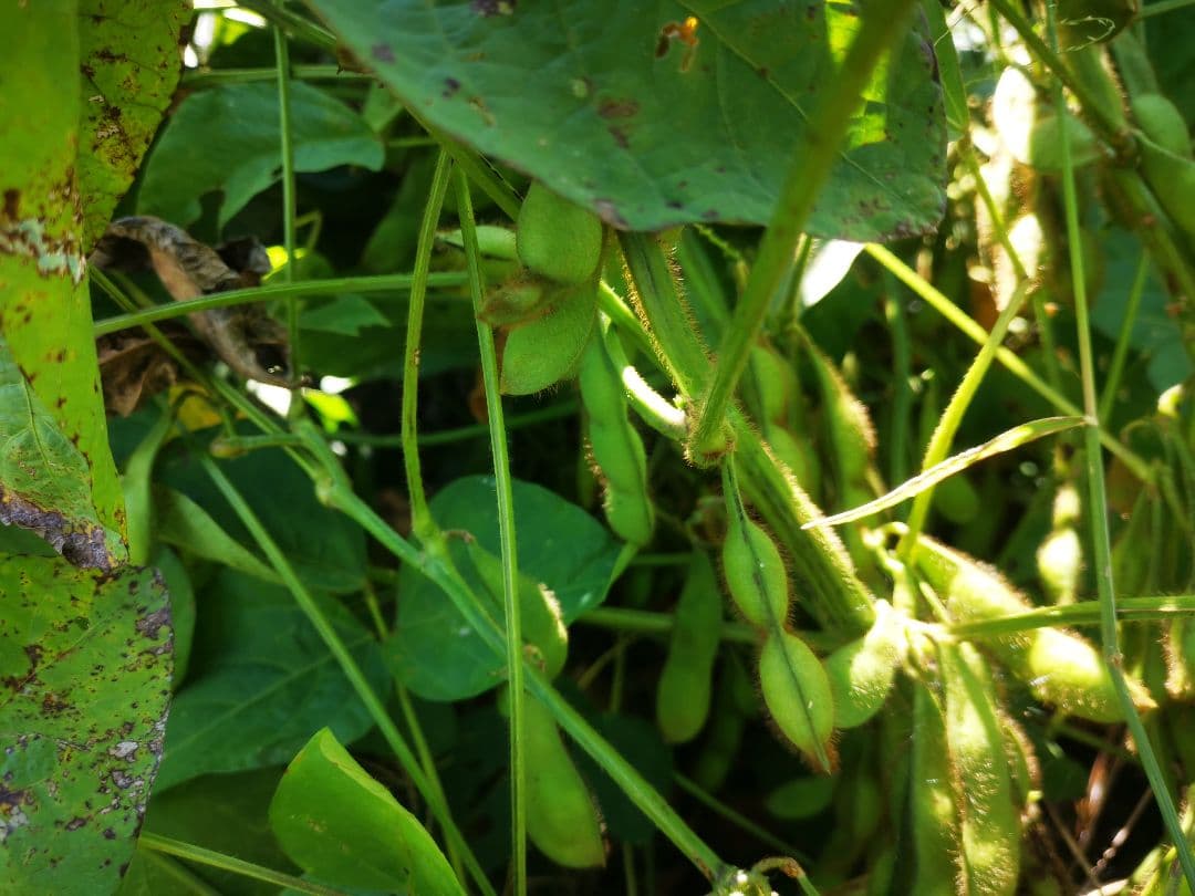 下旬♯令和7年枝豆# 岡山県産丹波黒枝豆 (作州黒)#7.2kg