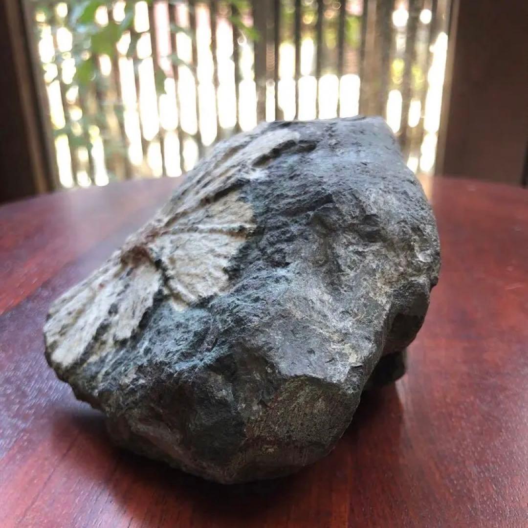 根尾谷産 菊花石｜鑑賞石・天然石｜一輪咲き・約836g