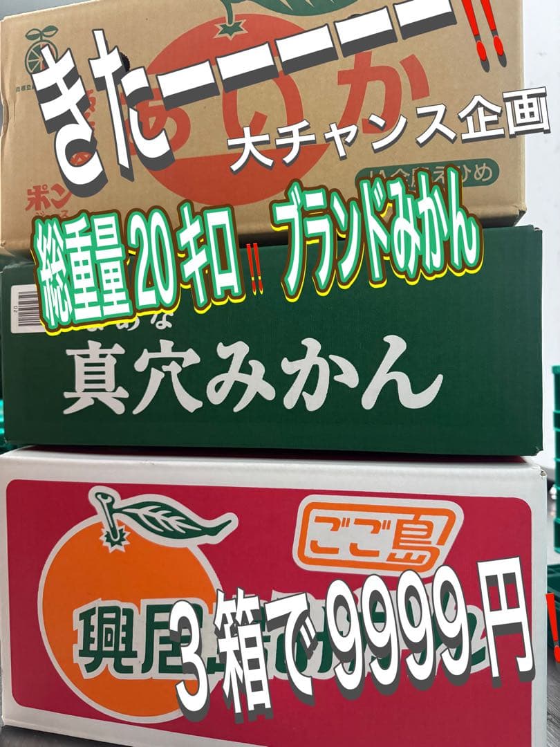 本日大チャンス企画きたーー‼️3箱同時‼️まどんな、興居島、真穴みかん9999円17