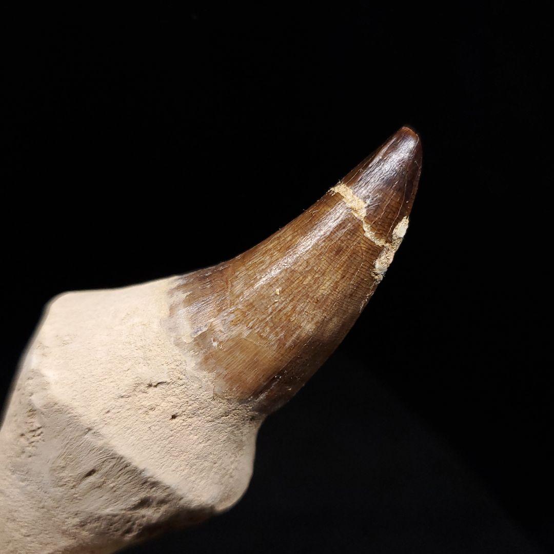 歯根付き モササウルス 化石 歯 本物 モロッコ産 95.52mm mos136