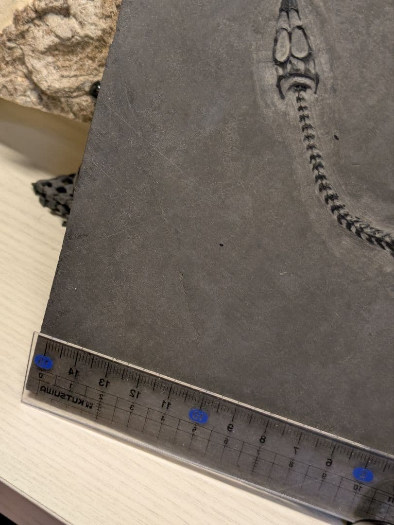 ケイチョウサウルス　化石　博物館級　地学　標本