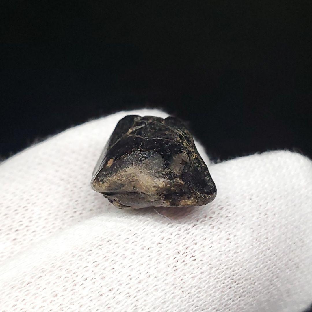 希少 イグアノドン 恐竜 歯 化石 イギリス諸島産 17.77mm fr63