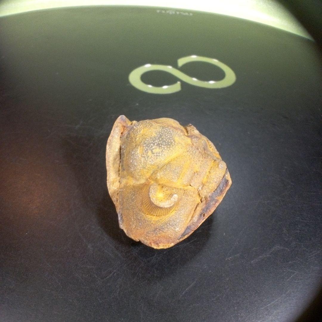 三葉虫　化石　fossil　ボリビア産　trilobite　ボリビア三葉虫郡⑥