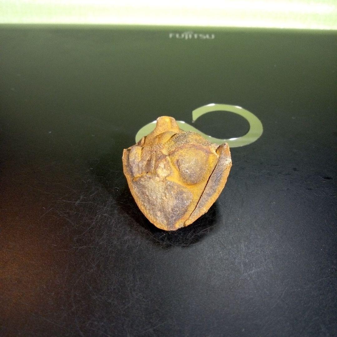 三葉虫　化石　fossil　ボリビア産　trilobite　ボリビア三葉虫郡⑥