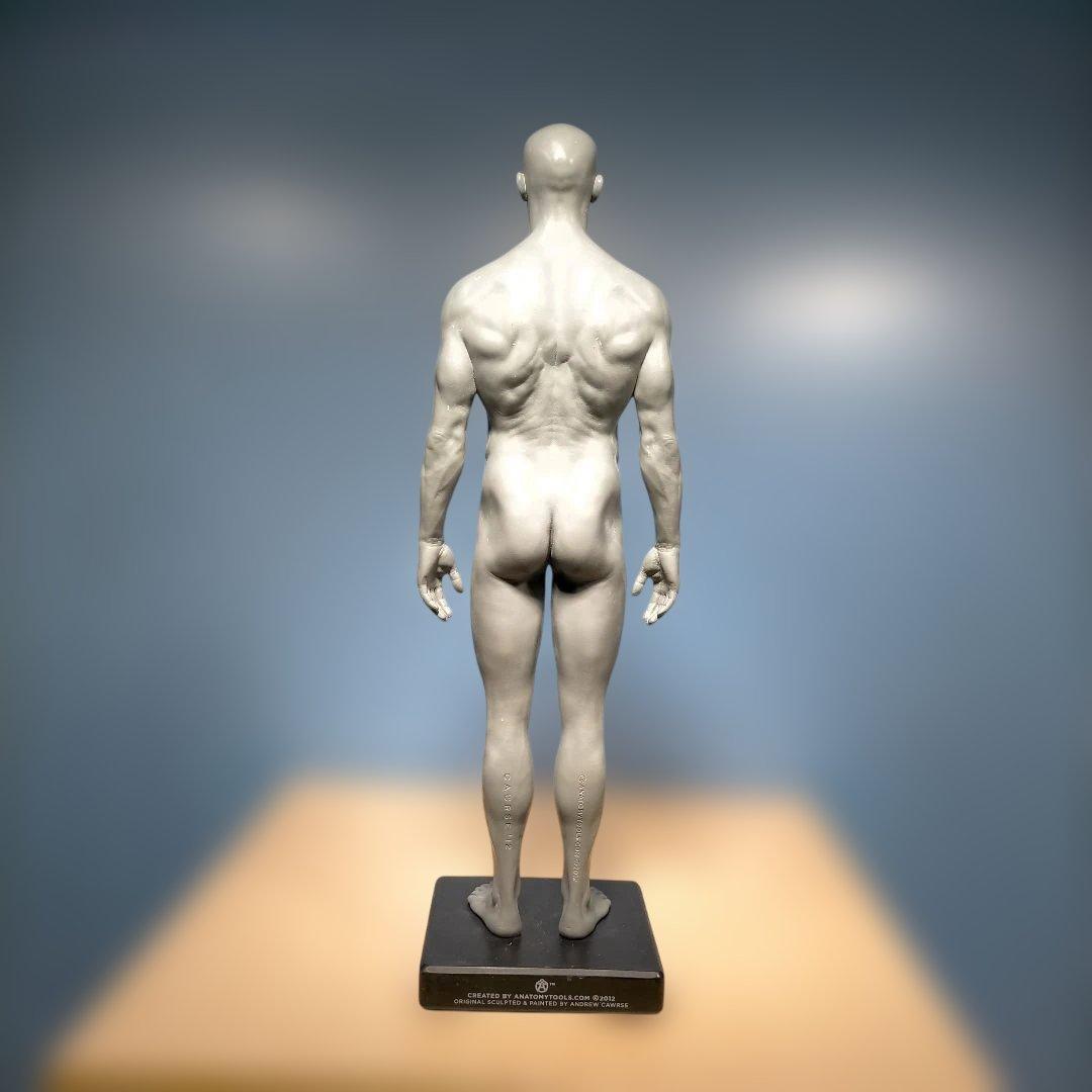 AnatomyTools.com 人体模型30cm