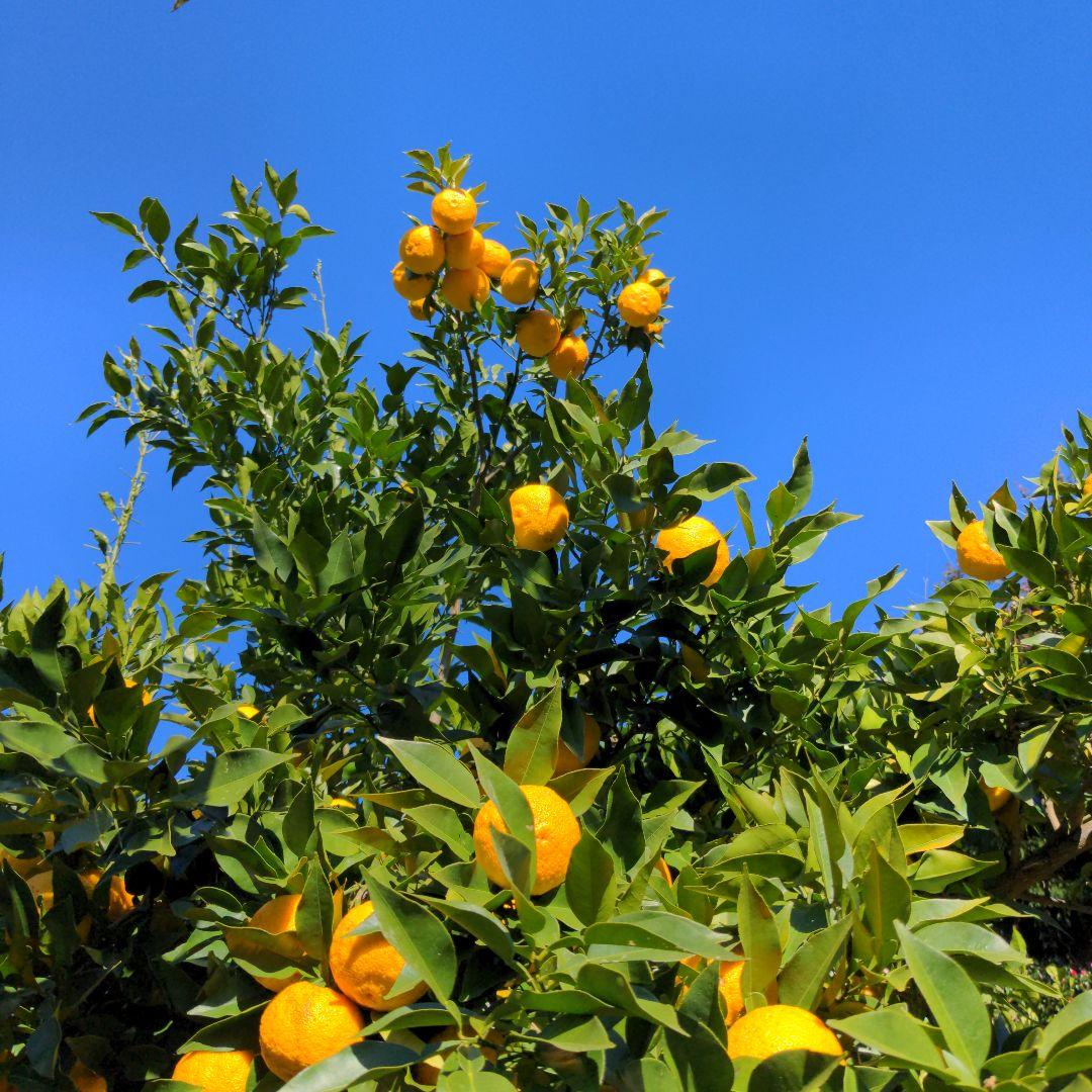 霜降り完熟本柚子２０kg。鍋料理、ポン酢、柚子胡椒、柚子味噌、ジャム、酒、焼酎