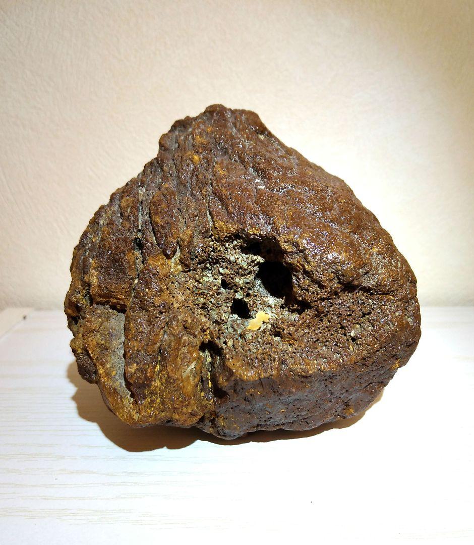 プレシオサウルスの仲間の骨　化石