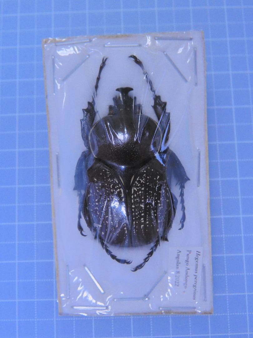 アンゴラ産　珍品ハナムグリ　38mm