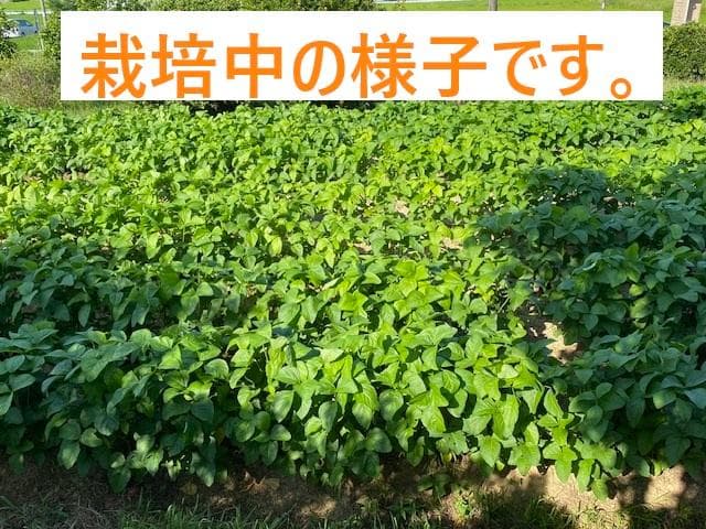 【新豆】R7年産 大粒 丹波黒系 黒大豆（愛知県産）5kg　№319