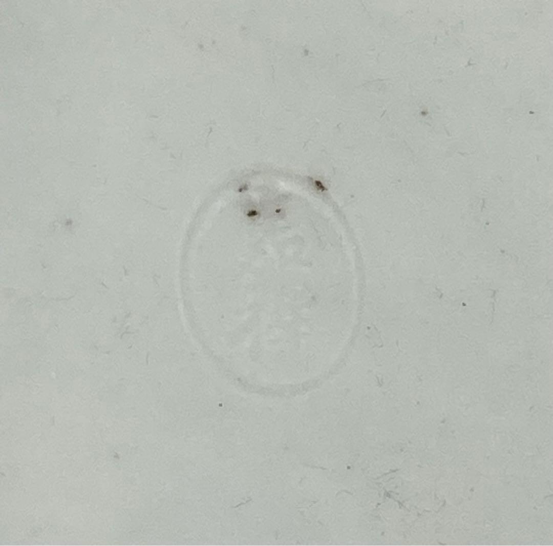 時代　清水　嘉祥作　龍紋香合　茶道具　共箱　送料込み0207